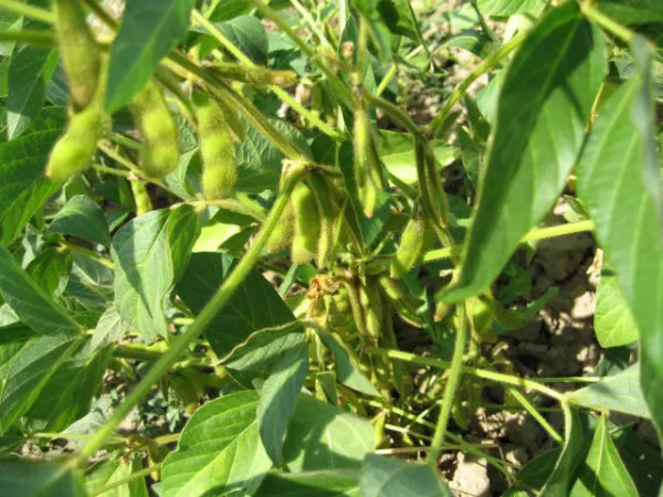 Gelbkernige Sojabohne, Bio, Mini-Pack