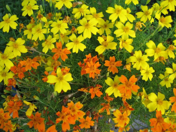 Gewürztagetes-Mix, Bio