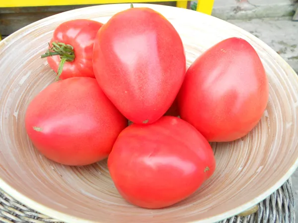 Gigant, Bio, Vorteilspack