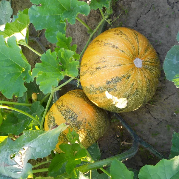 Gleisdorfer Ölkürbis, Bio, Mini-Pack