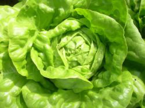 Gloire de Nantes, Bio