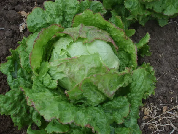 Grazer Krauthäuptl, Bio