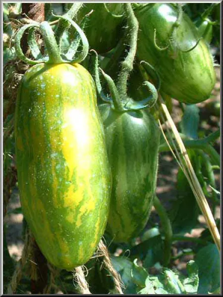 Green Sausage, Bio Green Sausage, Bio