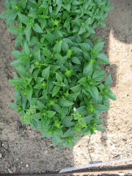 Griechisches Busch-Basilikum, Bio