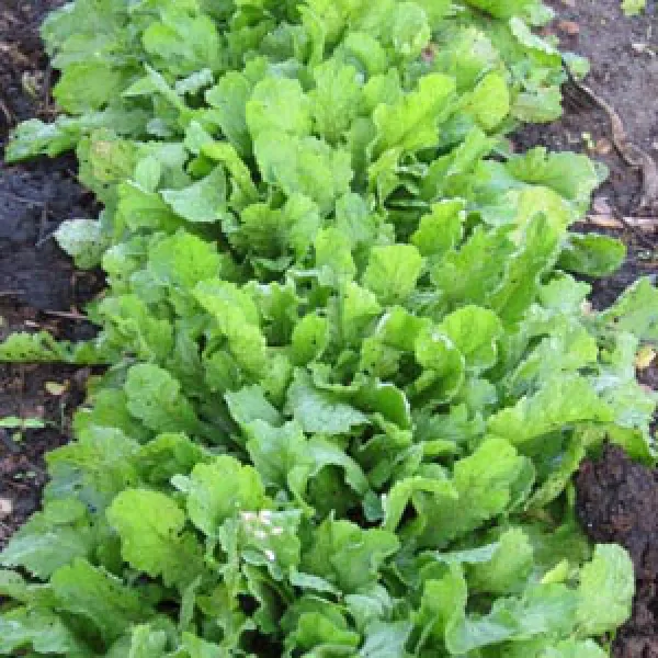 Großblättrige Gartenkresse, Bio