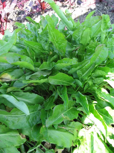 Großer aus Belleville, Bio Großer aus Belleville, Bio