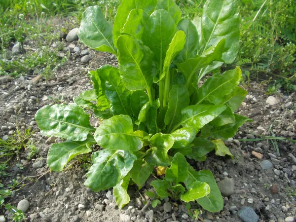 Grüner Schnittmangold, Bio