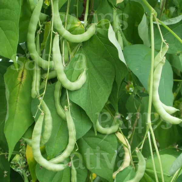 Grünes Posthörnchen, Bio