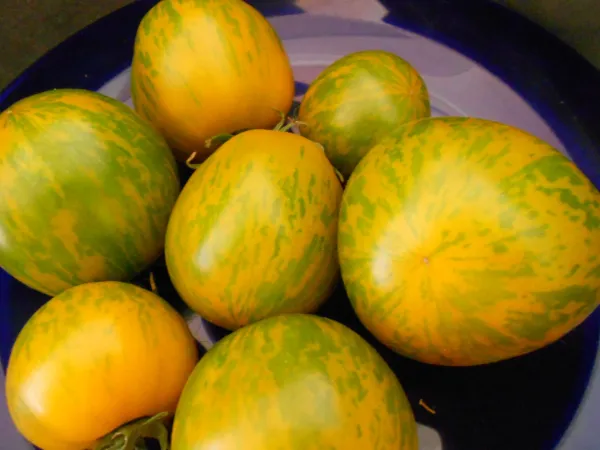 Grünes Zebra, Vorteilspack, Bio Grünes Zebra, Vorteilspack, Bio