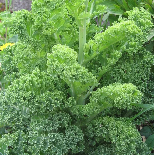 Halbhoher Grüner Krauser, Bio