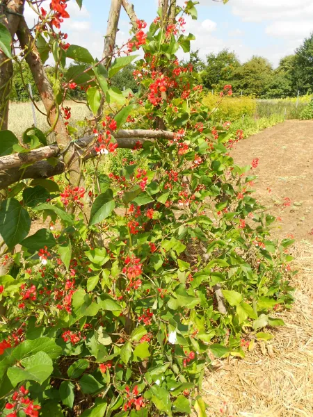 Hammer Blumebohn', Bio, Mini-Pack