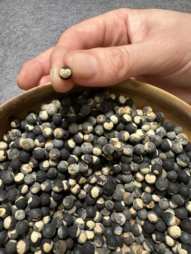 Herzsame, Bio Herzsame, Bio