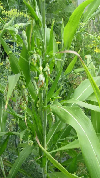 Hiobstränengras, Bio