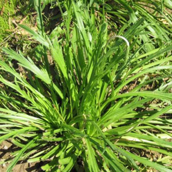 Hirschhornwegerich, Bio