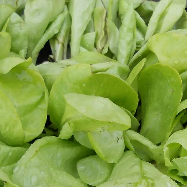 Hohlblättriger Butter, Bio