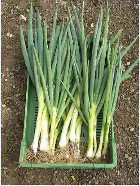 Ishikura Long White, Bio