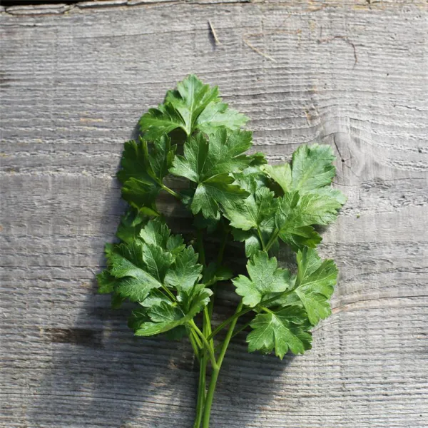 Italienische Petersilie, Bio, Mini-Pack