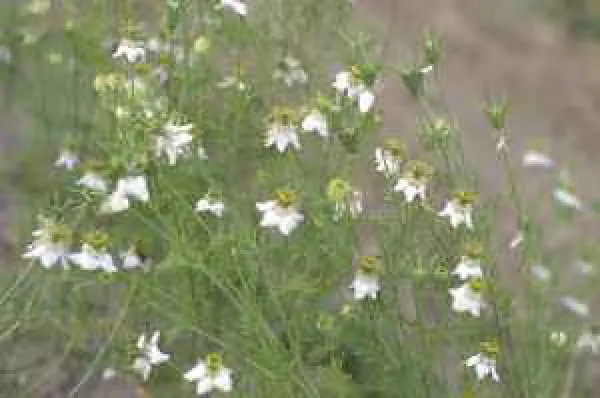 Jungfer im Grünen, Bio