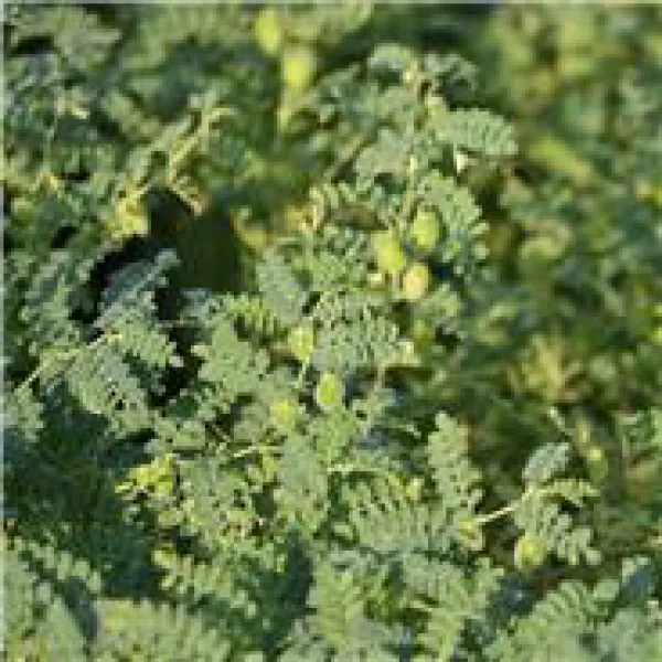 Kichererbse, Bio Kichererbse, Bio