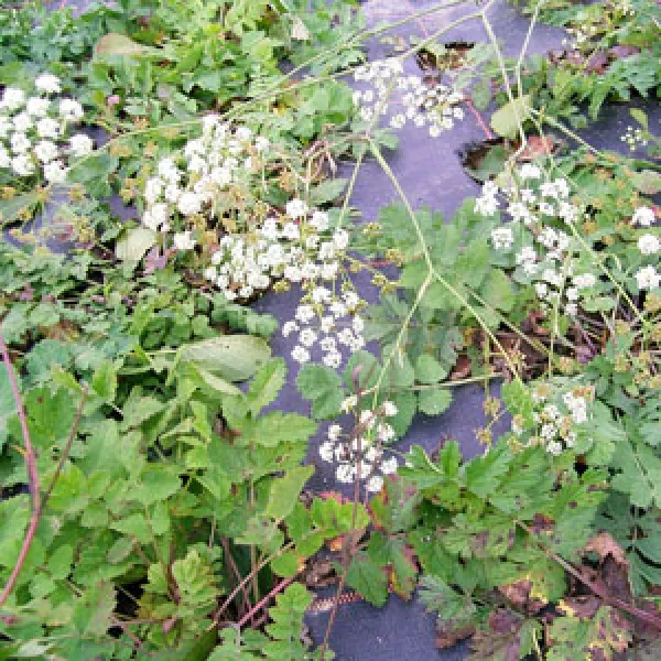 Kleine Bibernelle, Bio