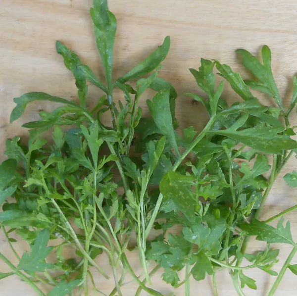 Kresse, Bio, Mini-Pack Kresse, Bio, Mini-Pack