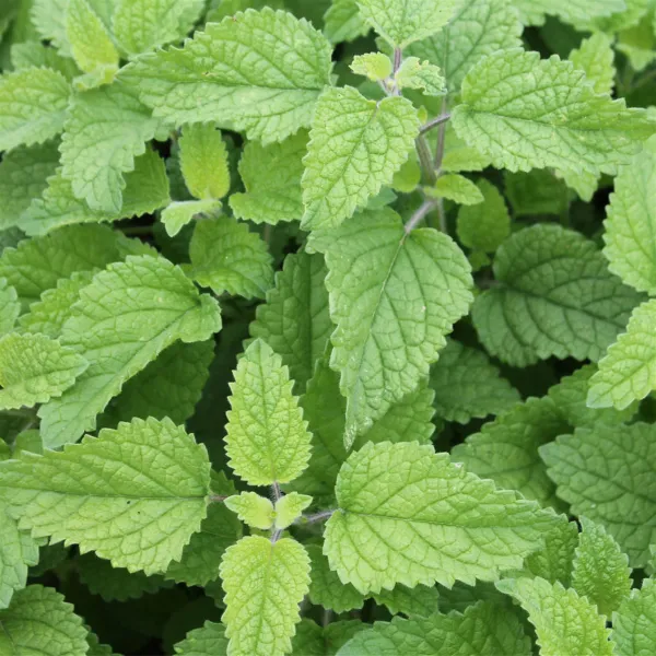 Kreta-Melisse, Bio Kreta-Melisse, Bio