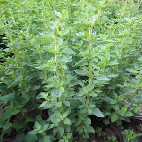 Kretischer Oregano, Bio