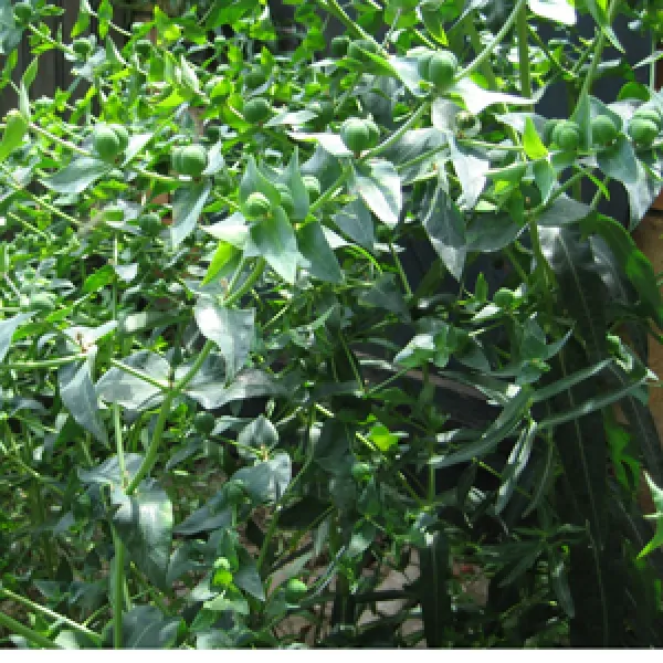 Kreuzwolfsmilch, Bio Kreuzwolfsmilch, Bio