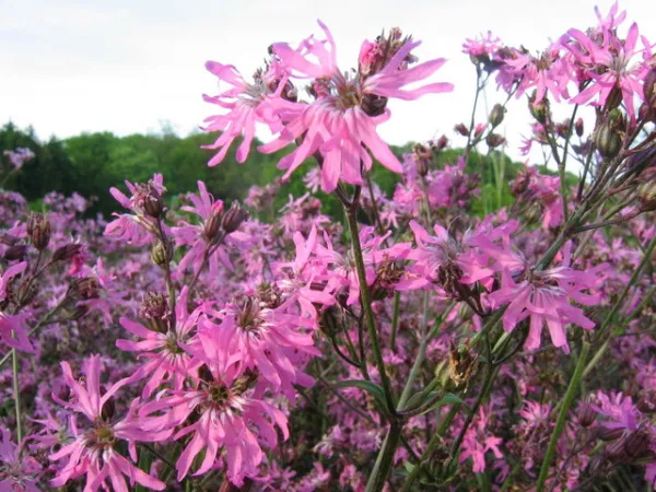 Kuckucks-Lichtnelke, Bio