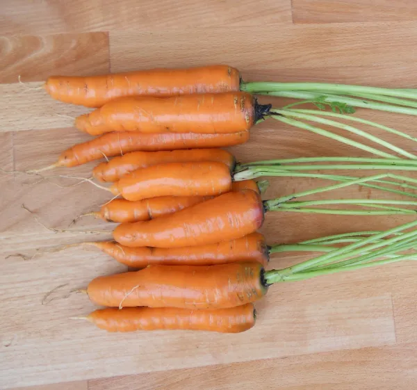 Lange rote Stumpfe ohne Herz, Bio