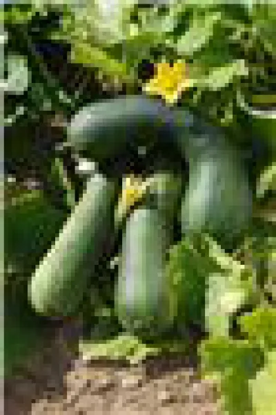 Langer aus Nizza, Bio