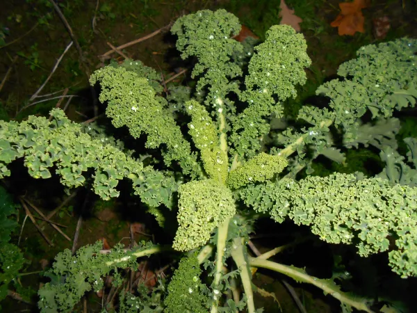 Lerchenzungen, Bio, Mini-Pack