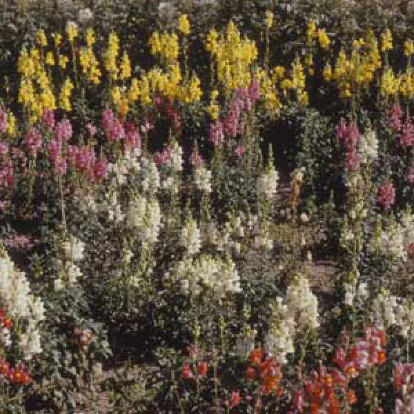 Löwenmäulchen-Mix, Bio