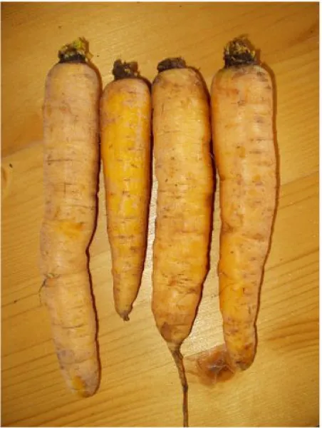 Longue jaune de Doubs, Bio