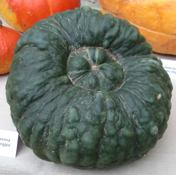 Marina di Chioggia, Bio