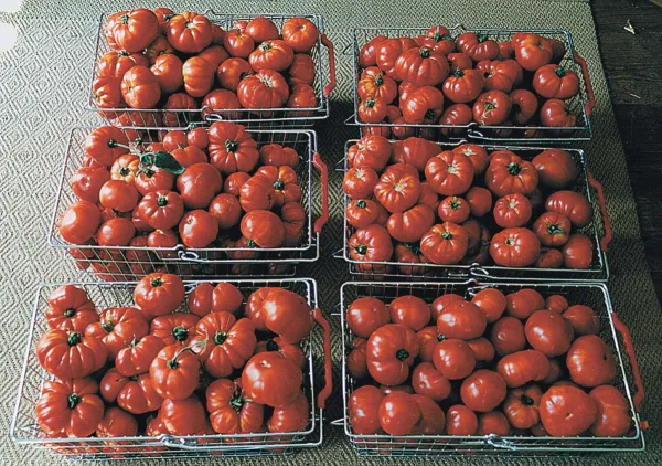 Marmande, Bio Marmande, Bio