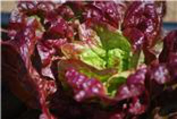 Merveille des 4 Saisons, Bio Merveille des 4 Saisons, Bio