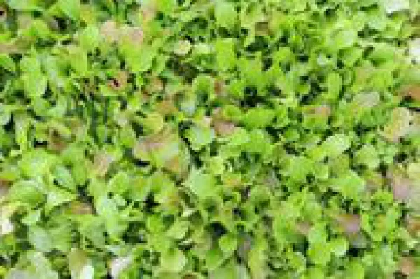 Mesclun, Bio