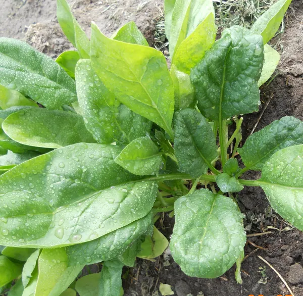 Monnopa, Bio, Mini-Pack