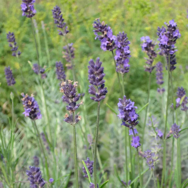 Munstead Strain, Bio