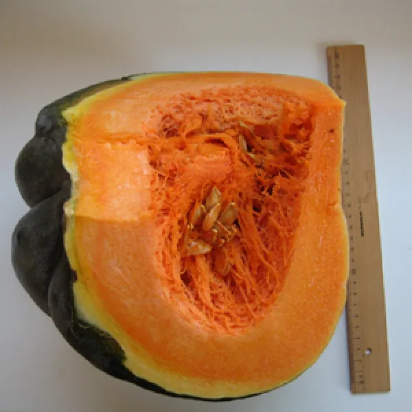 Musquée de Provence, Bio Musquée de Provence, Bio