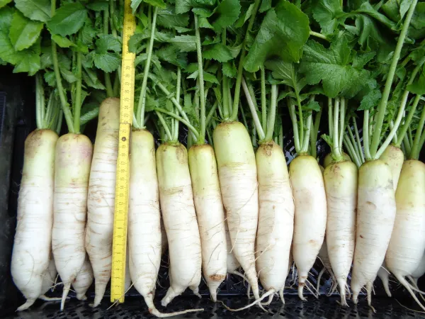 Neckarruhm, Bio Neckarruhm, Bio