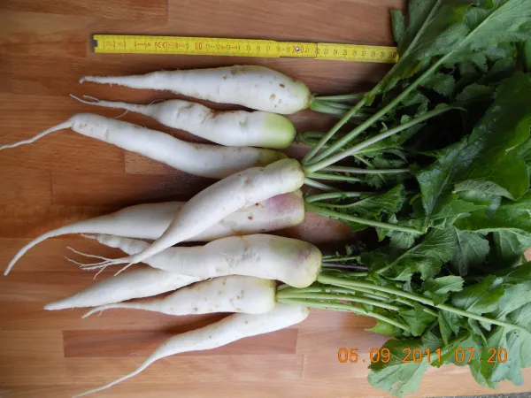 Neckarruhm, Bio, Mini-Pack Neckarruhm, Bio, Mini-Pack