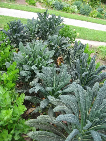 Nero di Toscana, Bio