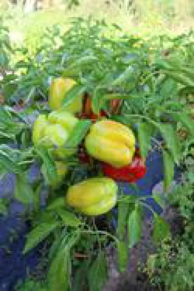 Neusiedler Ideal, Bio