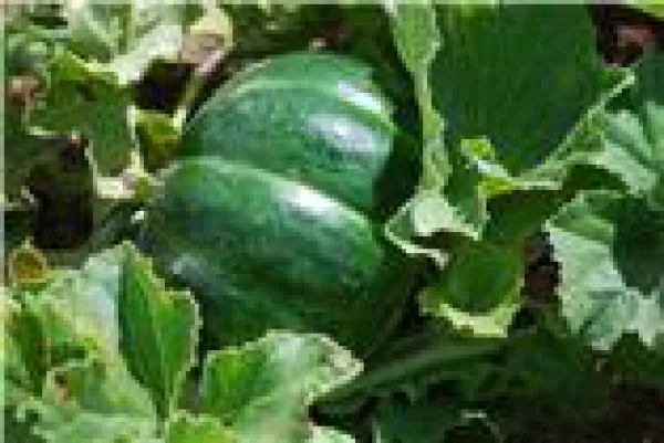 Noire des Carmes, Bio