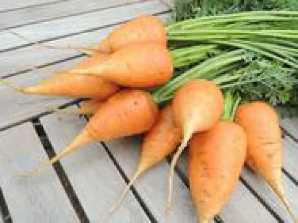 Ochsenherz-Möhre, Bio