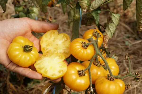 Old Yellow Candystripe, Bio