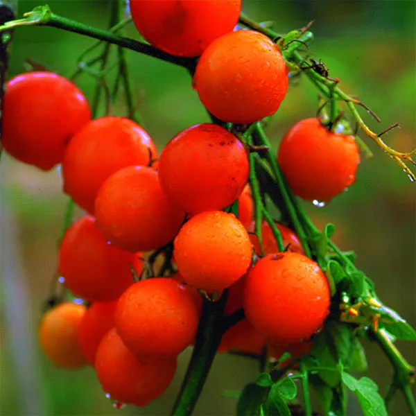 Orange Bourgoin, Bio