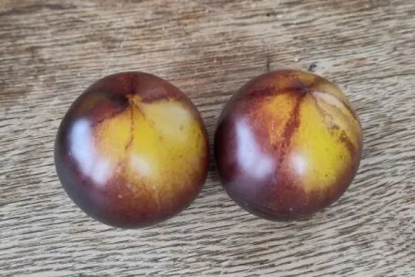 Orange Purple Striped, Bio Orange Purple Striped, Bio